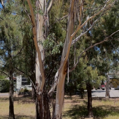 Eucalyptus viminalis subsp. viminalis (Manna Gum) at Higgins, ACT - 4 Mar 2024 by Untidy