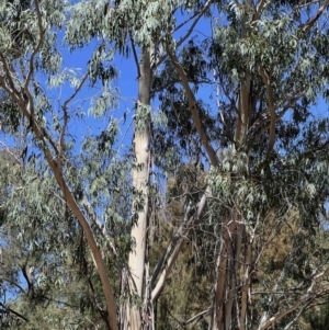 Eucalyptus viminalis subsp. viminalis at Higgins Woodland - 4 Mar 2024