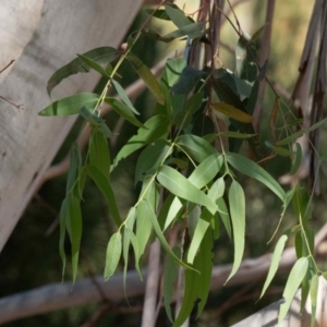 Eucalyptus viminalis subsp. viminalis at Higgins Woodland - 4 Mar 2024