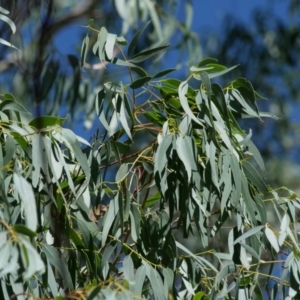 Eucalyptus viminalis subsp. viminalis at Higgins Woodland - 4 Mar 2024