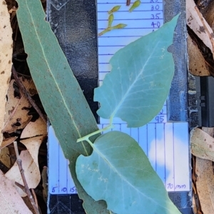 Eucalyptus bridgesiana at Dryandra St Woodland - 4 Mar 2024