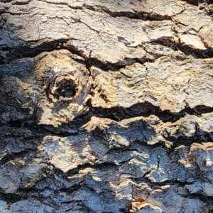 Eucalyptus bridgesiana at Dryandra St Woodland - 4 Mar 2024