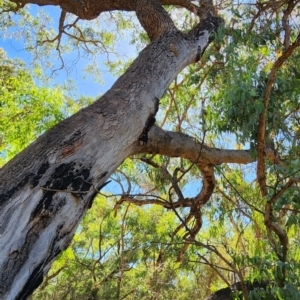 Eucalyptus bridgesiana at Dryandra St Woodland - 4 Mar 2024