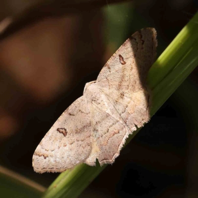 Dissomorphia australiaria (Dissomorphia australiaria) at Dryandra St Woodland - 2 Mar 2024 by ConBoekel