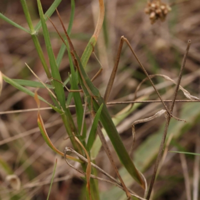 Acrida conica (Giant green slantface) at Dryandra St Woodland - 2 Mar 2024 by ConBoekel