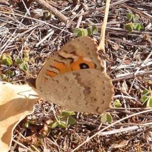 Junonia villida at Dryandra St Woodland - 2 Mar 2024 03:41 PM