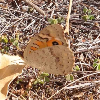 Junonia villida (Meadow Argus) at O'Connor, ACT - 2 Mar 2024 by ConBoekel