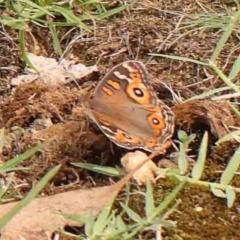 Junonia villida (Meadow Argus) at O'Connor, ACT - 2 Mar 2024 by ConBoekel