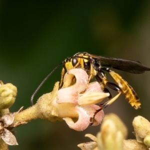 Labium sp. (genus) at ANBG - 4 Mar 2024