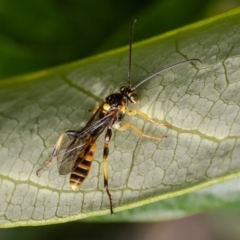 Labium sp. (genus) at ANBG - 4 Mar 2024