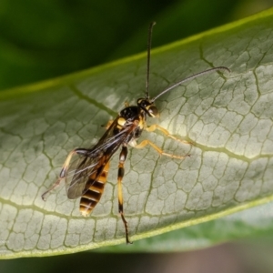 Labium sp. (genus) at ANBG - 4 Mar 2024