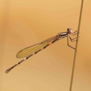 Austrolestes leda at Dryandra St Woodland - 2 Mar 2024