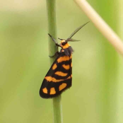 Asura lydia (Lydia Lichen Moth) at O'Connor, ACT - 2 Mar 2024 by ConBoekel