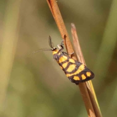 Asura lydia (Lydia Lichen Moth) at Black Mountain - 28 Feb 2024 by ConBoekel