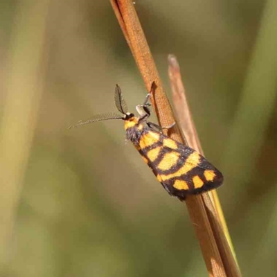 Asura lydia (Lydia Lichen Moth) at Black Mountain - 28 Feb 2024 by ConBoekel