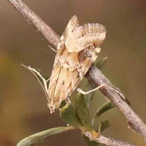 Hellula hydralis at Dryandra St Woodland - 2 Mar 2024 02:40 PM