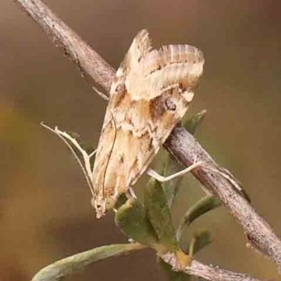Hellula hydralis (Cabbage Centre Moth) at O'Connor, ACT - 2 Mar 2024 by ConBoekel