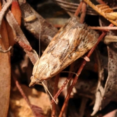 Achyra affinitalis (Cotton Web Spinner, Pyraustinae) at Dryandra St Woodland - 2 Mar 2024 by ConBoekel