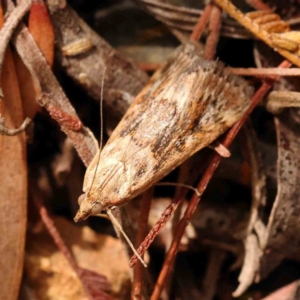 Achyra affinitalis at Dryandra St Woodland - 2 Mar 2024