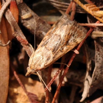 Achyra affinitalis (Cotton Web Spinner) at O'Connor, ACT - 2 Mar 2024 by ConBoekel