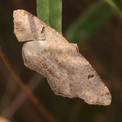 Dissomorphia australiaria (Dashed Geometrid, Ennominae) at Black Mountain - 28 Feb 2024 by ConBoekel