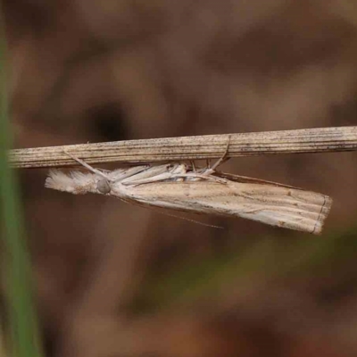 Culladia cuneiferellus (Crambinae moth) at Dryandra St Woodland - 2 Mar 2024 by ConBoekel