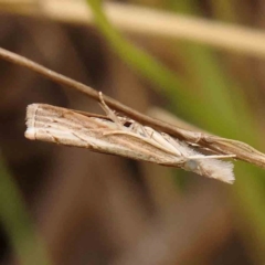 Culladia cuneiferellus (Crambinae moth) at Dryandra St Woodland - 2 Mar 2024 by ConBoekel