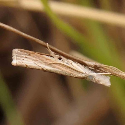 Culladia cuneiferellus (Crambinae moth) at O'Connor, ACT - 2 Mar 2024 by ConBoekel