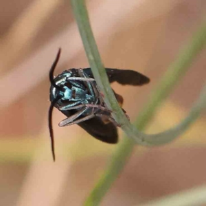 Pollanisus (genus) at Dryandra St Woodland - 2 Mar 2024