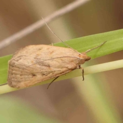 Achyra (genus) (Unidentified Achyra) at O'Connor, ACT - 2 Mar 2024 by ConBoekel