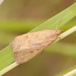 Achyra (genus) at Dryandra St Woodland - 2 Mar 2024