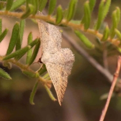 Taxeotis perlinearia (Spring Taxeotis) at Dryandra St Woodland - 2 Mar 2024 by ConBoekel