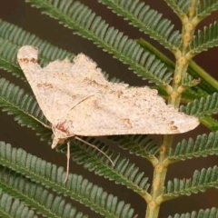 Dissomorphia australiaria (Dissomorphia australiaria) at Dryandra St Woodland - 2 Mar 2024 by ConBoekel