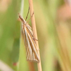 Hednota species near grammellus (Pyralid or snout moth) at O'Connor, ACT - 2 Mar 2024 by ConBoekel