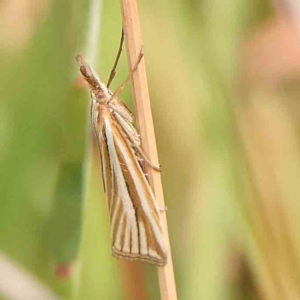 Hednota species near grammellus at Dryandra St Woodland - 2 Mar 2024