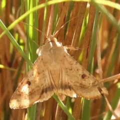 Helicoverpa armigera (Cotton bollworm, Corn earworm) at Black Mountain - 28 Feb 2024 by ConBoekel