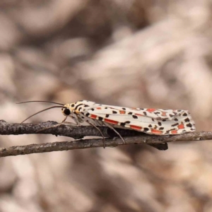 Utetheisa pulchelloides at Dryandra St Woodland - 2 Mar 2024 03:10 PM