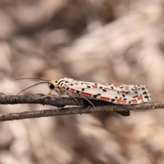 Utetheisa pulchelloides (Heliotrope Moth) at O'Connor, ACT - 2 Mar 2024 by ConBoekel