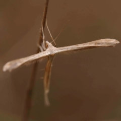 Hellinsia balanotes (Pterophorinae) at Dryandra St Woodland - 2 Mar 2024 by ConBoekel