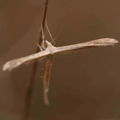 Hellinsia balanotes (Pterophorinae) at Dryandra St Woodland - 2 Mar 2024 by ConBoekel