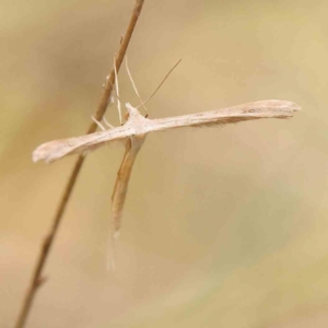 Hellinsia balanotes at Dryandra St Woodland - 2 Mar 2024