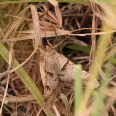 Mocis alterna (Bean Looper) at Dryandra St Woodland - 2 Mar 2024 by ConBoekel