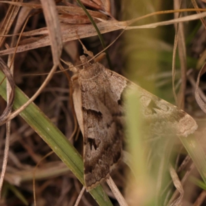 Mocis alterna at Dryandra St Woodland - 2 Mar 2024 03:33 PM