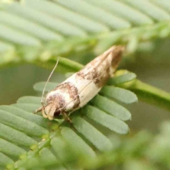Macrobathra desmotoma ( A Cosmet moth) at Dryandra St Woodland - 2 Mar 2024 by ConBoekel