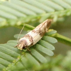 Macrobathra desmotoma ( A Cosmet moth) at Dryandra St Woodland by ConBoekel
