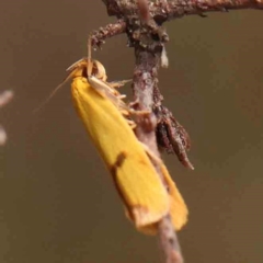 Plectobela undescribed species (A concealer moth) at Dryandra St Woodland - 2 Mar 2024 by ConBoekel