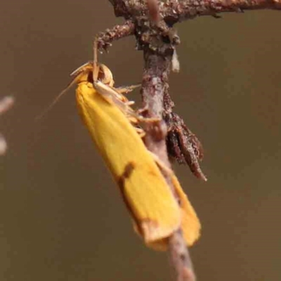 Plectobela undescribed species (A concealer moth) at Dryandra St Woodland - 2 Mar 2024 by ConBoekel