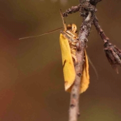 Plectobela undescribed species at Dryandra St Woodland - 2 Mar 2024 02:45 PM