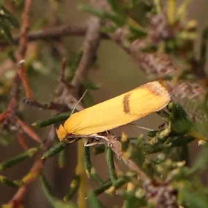 Plectobela undescribed species at Dryandra St Woodland - 2 Mar 2024