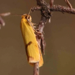 Plectobela undescribed species at Dryandra St Woodland - 2 Mar 2024